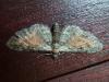 Eupithecia icterata